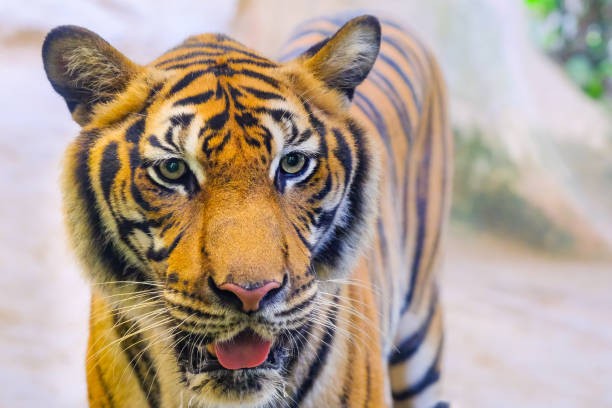 istock The tiger is behind the green branches. (Indochinese tiger) 1126927002