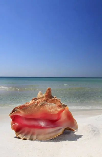 Photo of Closeup of a Large Conch Shell on a White Sand Beach