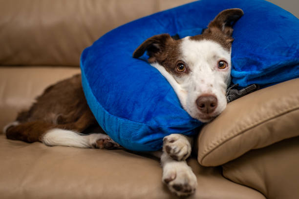 istock Cute Border Collie dog on a couch, wearing blue inflatable collar 1126929053