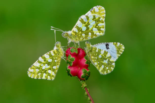 istock Closeup   beautiful butterflies sitting on flower 1126929144