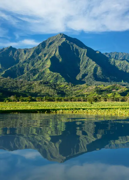 Close up on Taro plans in Hanalei valley with Na Pali mountains behind in Kauai