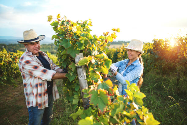 istock Couple harvesting the grapes in a vineyard 1126929647