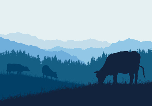 Realistic illustration with three silhouettes of cows on pasture, grass and forest, under blue sky - vector