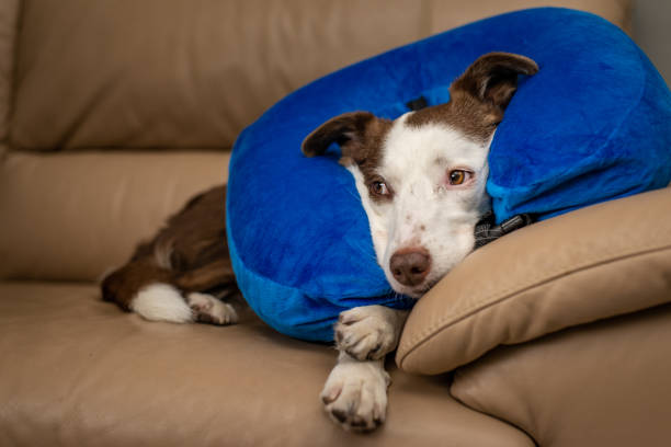 istock Cute Border Collie dog on a couch, wearing blue inflatable collar 1126930755