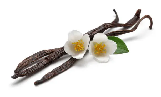 Photo of Vanilla bean with jasmine flowers