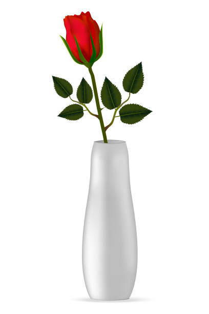 ilustrações, clipart, desenhos animados e ícones de maquete do vaso com cor vermelha rosa com sombra realista. pode ser usado para seu projeto. - roses in a vase
