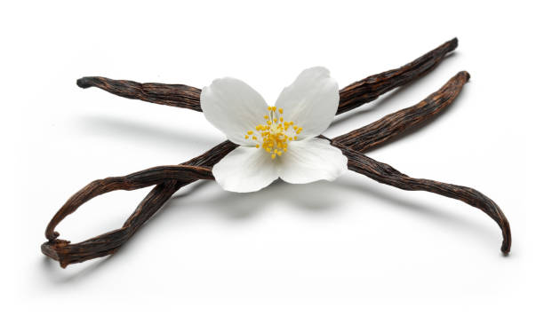istock Vanilla bean with jasmine flowers 1126932060