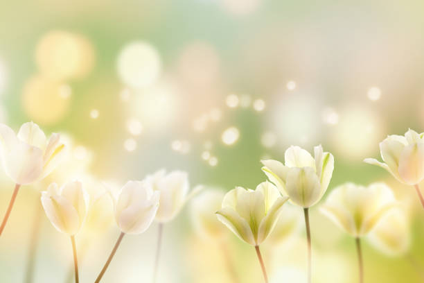 schöne tulpen im sonnenschein - flower white tulip blossom stock-fotos und bilder