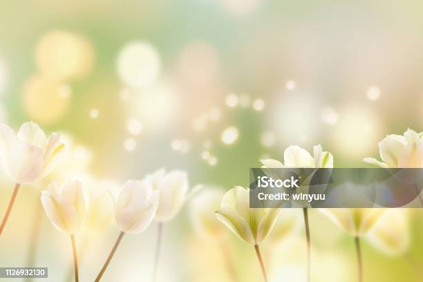 Beautiful Tulips In Sunshine Stock Photo - Download Image Now - Flower, Springtime, Backgrounds