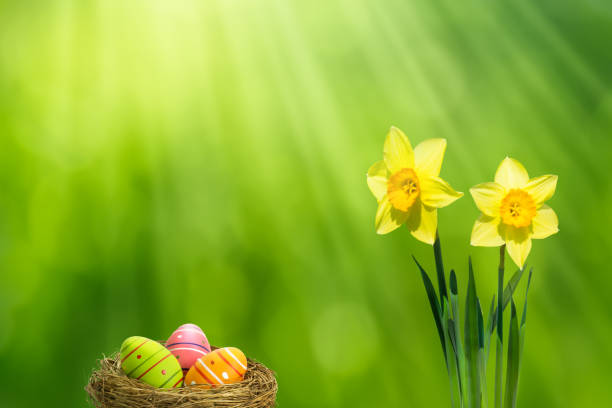 canasta de pascua y los narcisos en sol - yellow easter daffodil religious celebration fotografías e imágenes de stock