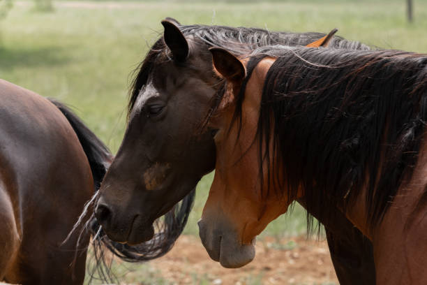istock Two horses rubbing heads. 1126932651