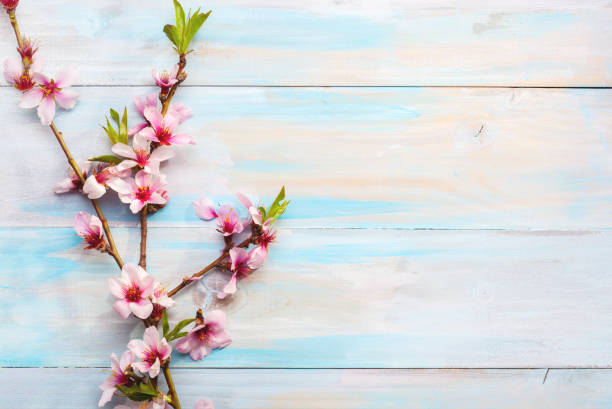 istock Flowering branches of Almond  on a wooden table. 1126933363