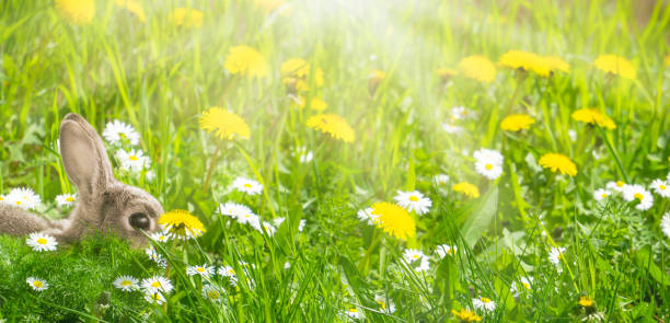 coniglietto pasquale in prato primaverile - easter bunny easter grass sunlight foto e immagini stock