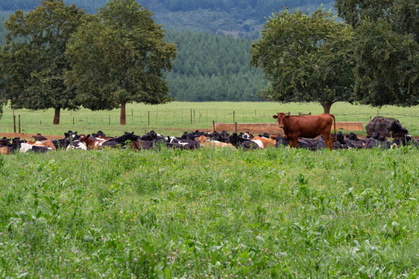 istock A herd of cows resting in a field. 1126933723