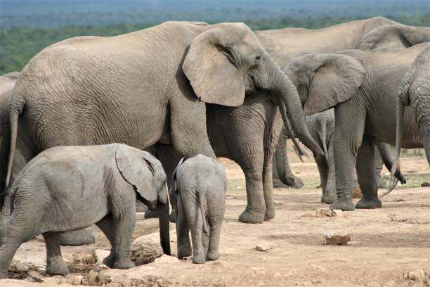 istock Elephants in South Africa 1126934362