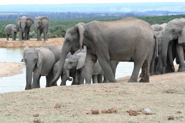 istock Elephants in South Africa 1126934952