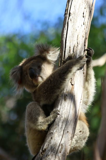 istock Australien Koala on Kangaroo Island 1126935036