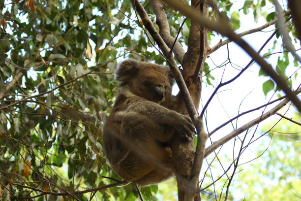 istock Australien Koala on Kangaroo Island 1126935041