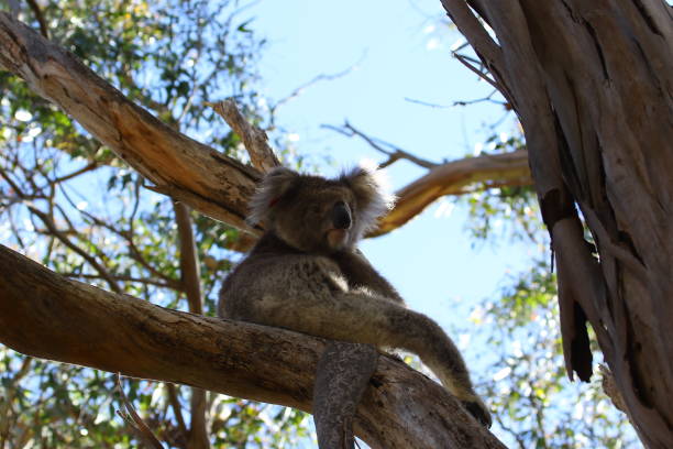 istock Australien Koala on Kangaroo Island 1126935051