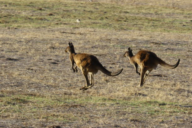 istock Kangaroo and Wallaby on Kangaroo Island Australia 1126935120
