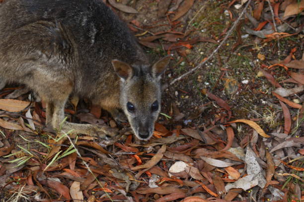 istock Kangaroo and Wallaby on Kangaroo Island Australia 1126935202