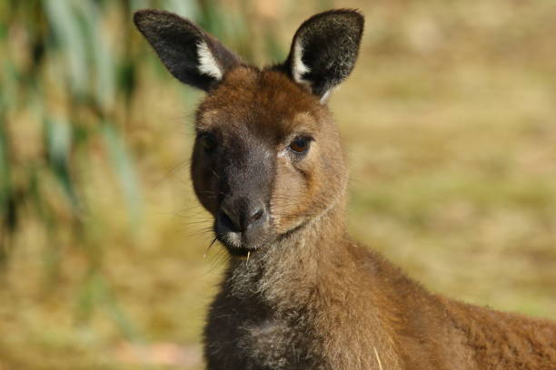 istock Kangaroo and Wallaby on Kangaroo Island Australia 1126935209