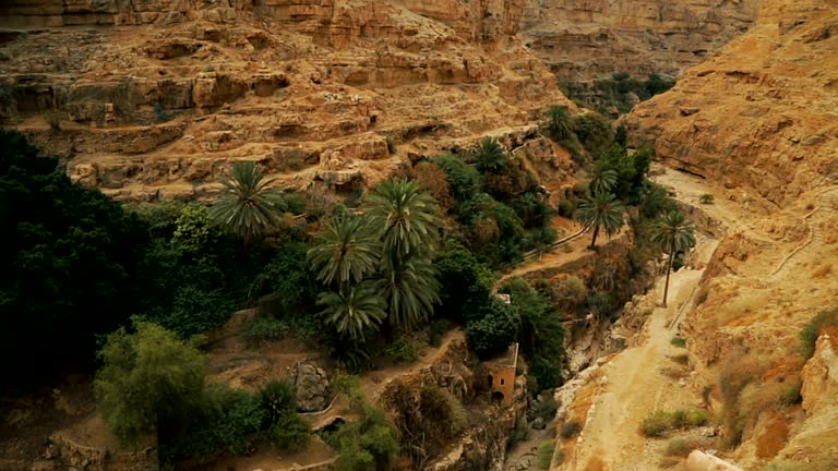 Oasis in Wilderness of Judea 1