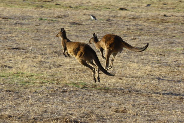 istock Kangaroo and Wallaby on Kangaroo Island Australia 1126935252