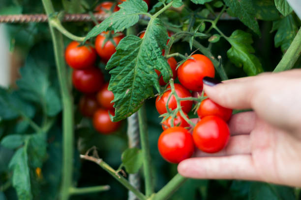 istock Woman picking fresh tomato 1126935424