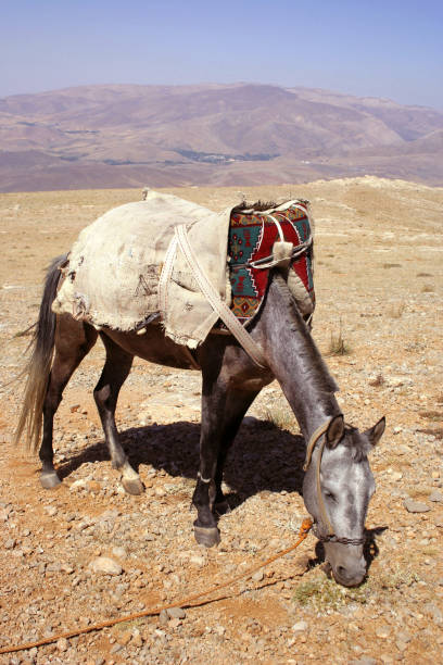 istock A horse portrait photo 1126935497