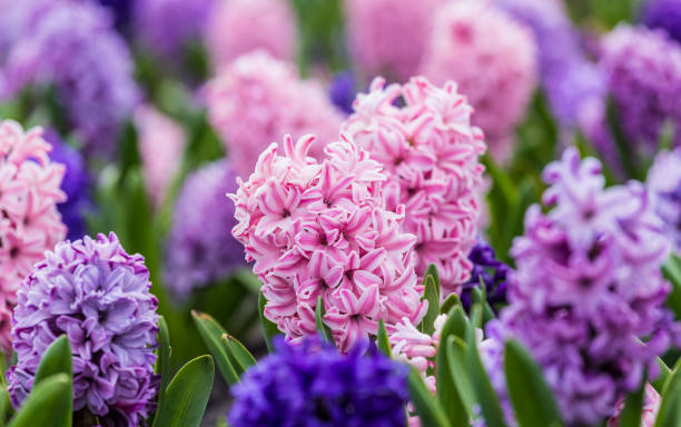 Large flower bed with multi-colored hyacinths, traditional Easter flowers, flower background, Easter background