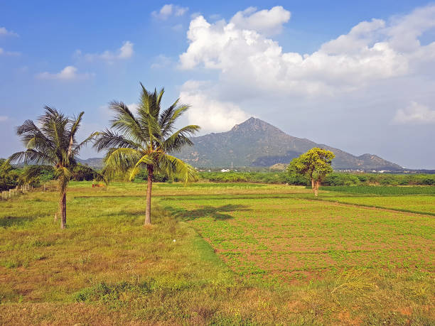 The mountain Arunachala in Tiruvannamalai Tamil Nadu India is referred to in the ancient scriptures as the oldest mountain on earth and modern research has confirmed that Arunachala is older than the Himalaya's and indeed one of the oldest mountain on earth.