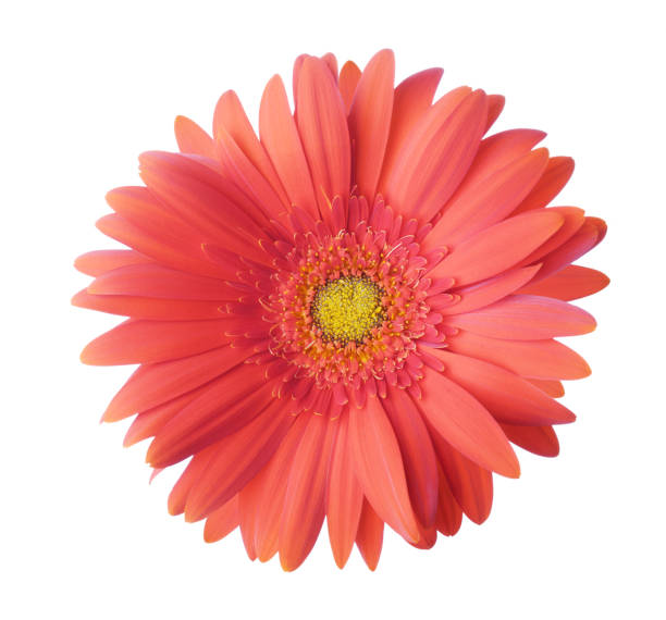 Gerbera flower of coral color isolated on white background. Gerbera flower of coral color isolated on white background. gerbera daisy stock pictures, royalty-free photos & images