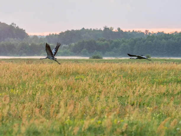 bird on the meadow - poland rural scene scenics pasture imagens e fotografias de stock