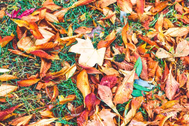 Colorful leaves from Indian Summer in Upstate New York