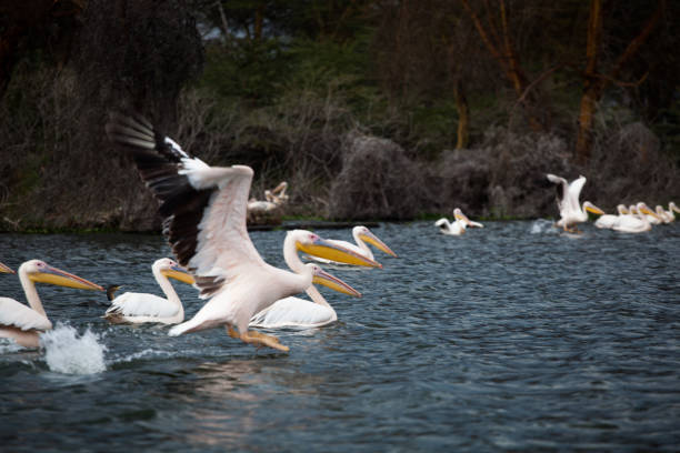 istock Flock of gorgeous disturbed pelicans 1126944126