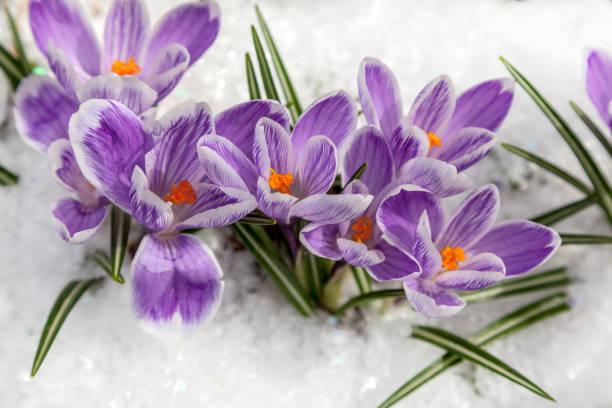fiori viola gocce di neve nella neve, fiori di croco nel disgelo della neve - snow crocus flower spring foto e immagini stock