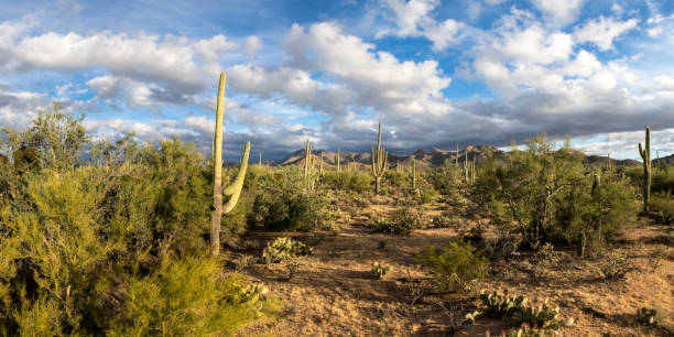 istock A panorama of Saguaro National Park 1126946759