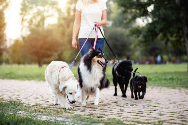 dog walker - pets white black nature foto e immagini stock