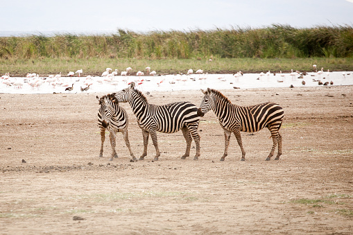 Funny zebras (Equus quagga) walking and playing near the road in Manyara National Park, Tanzania, Eastern Africa