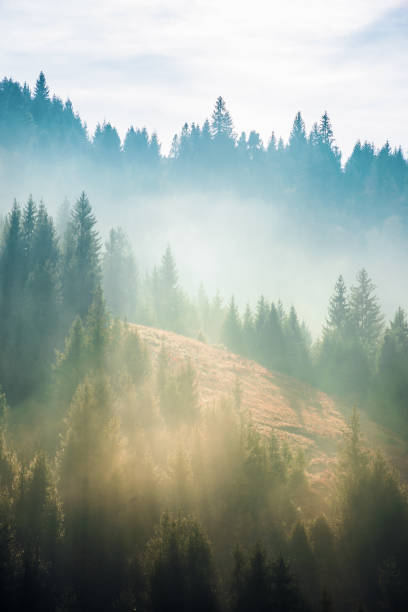 istock spruce trees on the slope in fog 1126948560