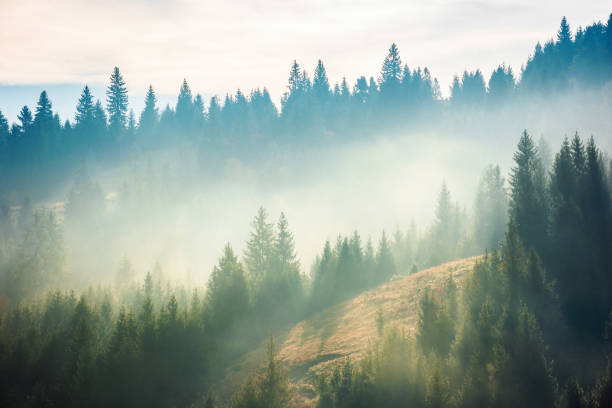 istock spruce forest on the hill in fog 1126948632