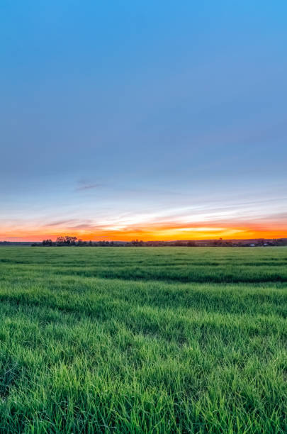 istock Rural field with wheat and sunset on the horizon 1126951407