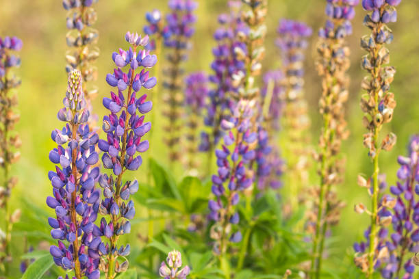 istock The stem and bud plant lupine closeup 1126951471
