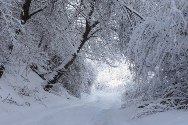 istock snowy road with trees at sunset, white winter landscape 1126952812