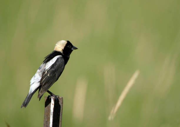 Bobolink Male Bobolink on fence post in summer bobolink stock pictures, royalty-free photos & images