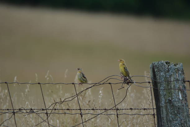 Bobolink Pair of Bobolinks on wire fence post in summer bobolink stock pictures, royalty-free photos & images
