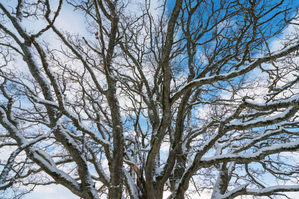 fractal branches of an oak tree - fractal clear sky tree sky imagens e fotografias de stock
