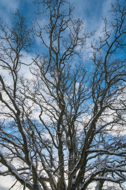 fractal branches of an oak tree - fractal clear sky tree sky imagens e fotografias de stock