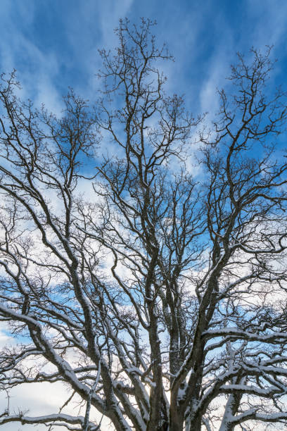 fractal branches of an oak tree - fractal clear sky tree sky imagens e fotografias de stock